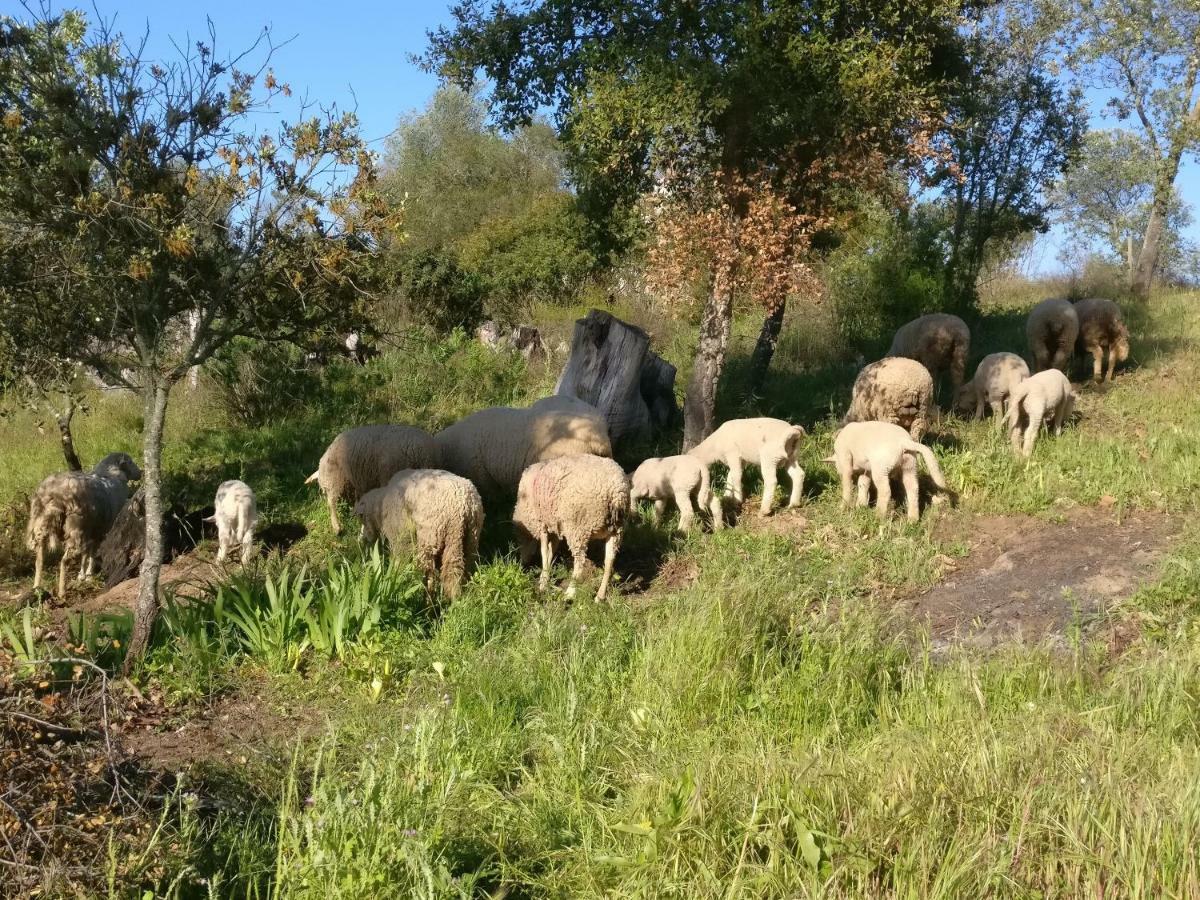 Penzion Quinta Da Abrunheira - Gustavo Eiffel Ciborro Exteriér fotografie